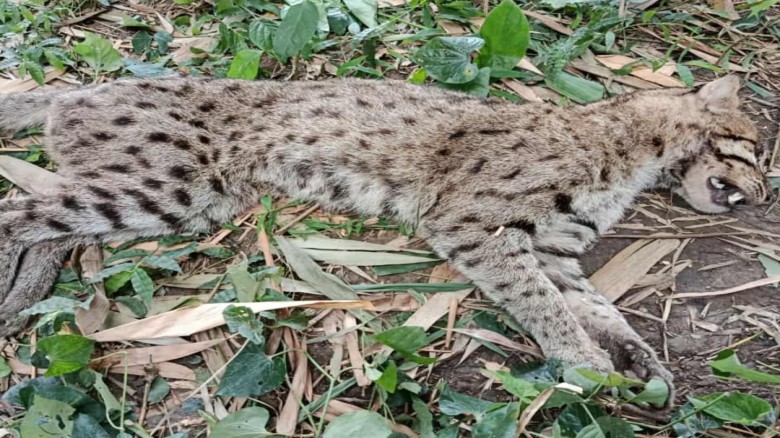 কুষ্টিয়ায় প্রাণভয়ে পিটিয়ে মারা হলো বিলুপ্তপ্রায় বন্যপ্রাণী